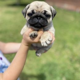 French Bulldog and Pug Puppies from Prestige Southern Pugs and Frenchies