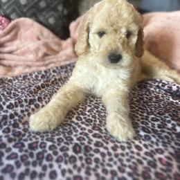 Rochelle (pink) - female Goldendoodle puppy in Fayettville Ar, Arkansas from Ozark Bulldogs and doodles