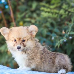 Rex - Sable male Pembroke Welsh Corgi puppy in Caliente, California from Rafter Cross 7