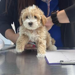Snoopy - Cream male Maltipoo puppy in West Jordan, Utah from Mid Sized Maltipoos and More LLC