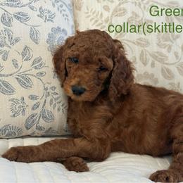 Poodle Puppies from Orange Grounds Poodles