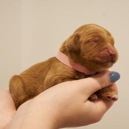 Nala- Pink Collar - Apricot female Goldendoodle puppy in Arlington, Washington from Anderson Goldendoodles