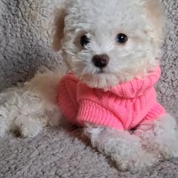 Maltipoo Puppies from Little Cupcakes and Pumkins Maltipoos