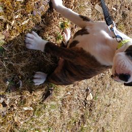 Boxer Puppies from Whynot Blue Ridge Mountain Boxer's