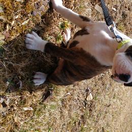 Boxer Puppies from Whynot Blue Ridge Mountain Boxer's