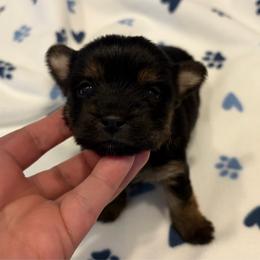 Raven - Black and tan female Yorkshire Terrier puppy in Parma Heights, Ohio from Yorkies of Ohio