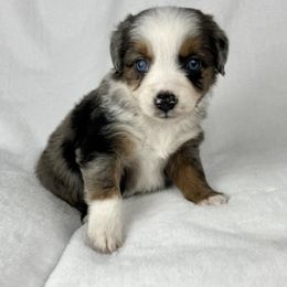 Snickerdoodle - Blue merle male Miniature Australian Shepherd puppy in Bedias, Texas from JSK Aussie and Cavaliers