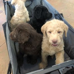 Goldendoodle, Labradoodle, Poodle, and Saint Berdoodle Puppies from Dent’s Doodles