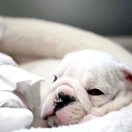 Bulldog Puppies from Simpkins' Southern Bulldogs