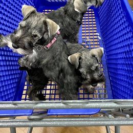 Miniature Schnauzer Puppies from Tivoli Miniature Schnauzers