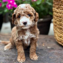 Jalapeño - Red  male Goldendoodle puppy in Wharton, Texas from Little Fur Friends