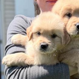 Sweet Home - Dark golden female Golden Retriever puppy in Warrenton, Virginia from Four Lochs LLC
