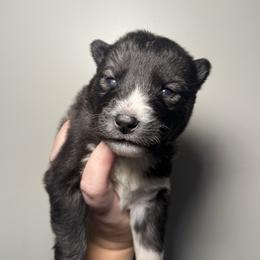 Eve - Agouti and white female Siberian Husky puppy in Tiverton, Rhode Island from Mount Hope Siberians