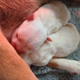 Boston Terrier Puppies from Boston Terriers