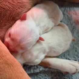 Boston Terrier Puppies from Boston Terriers