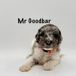Mr. Goodbar - Merle male Goldendoodle puppy in Milford, Pennsylvania from Doodles Are Golden