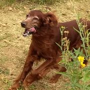 Irish Setters from Catherine Powell