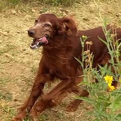 Irish Setters from Catherine Powell