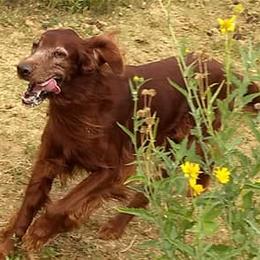 Irish Setters from Catherine Powell