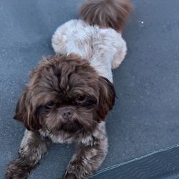 Shih Tzu All Grown Up from I Shih Tzu not Puppies of the Gulf Coast