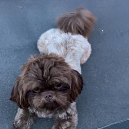 Shih Tzu All Grown Up from I Shih Tzu not Puppies of the Gulf Coast