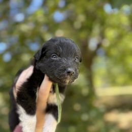 Fen - Black tri-color male Australian Shepherd puppy in Kalamazoo County, Michigan from Loveland Kennels