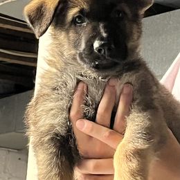 German Shepherd Puppies from High Tide German Shepherds