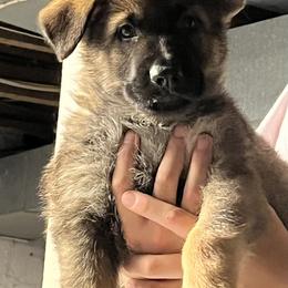German Shepherd Puppies from High Tide German Shepherds