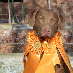 Chesapeake Bay Retrievers from GemiLamb Gun Dogs