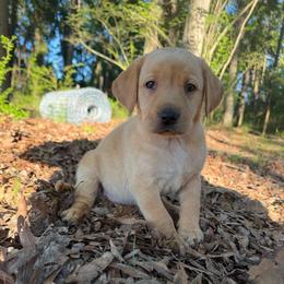 YELLOW FEMALE (yellow) - Yellow female Labrador Retriever puppy in Summit, South Carolina from Southern Pine Labradors