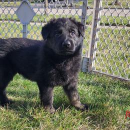 Boy 4 (Red) - Bi-color male German Shepherd puppy in Genoa, Illinois from vom ehrenSchutz German Shepherds