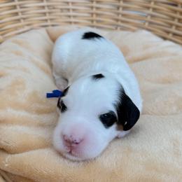 Moony - Tri-color male Bernedoodle puppy in Apache Junction, Arizona from Coffey House Doodles