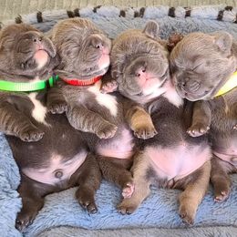 French Bulldogs from Luv Our Adorable Frenchies