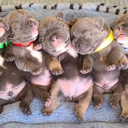 French Bulldogs from Luv Our Adorable Frenchies