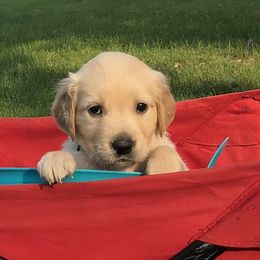 Charlie (Green) - Golden male Golden Retriever puppy in Webster City, Iowa from Whispering Pines Precious Puppies