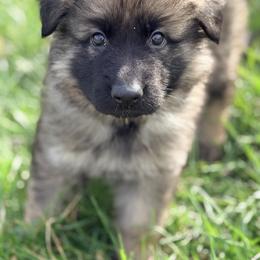 Rigatoni - Sable male German Shepherd puppy in Corning, Ohio from Chapel Hill Shepherds