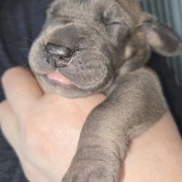 Charm - Blue female Great Dane puppy in Albany, Oregon from Red Cloud Australian Shepherds and DeGray Great Danes & Bulldogs