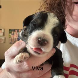 Viva - Tri-color female Bernedoodle puppy in Eagle Mountain, Utah from Liberty Farms Puppies