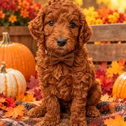 Brown Collar - Red male Irish Doodle puppy in Madison, Wisconsin from Morningside Doodles