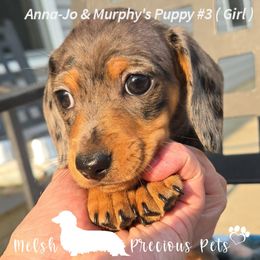 Girl 3 - Dapple female Dachshund puppy in Anamosa, Iowa from Melsh Precious Pets