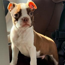Waylon - Red male Boston Terrier puppy in Kentucky from Graceful Paws