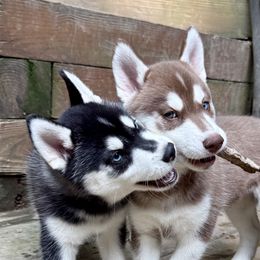 Siberian Huskies from Black Shale Siberians