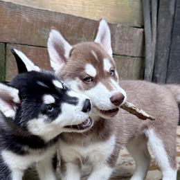 Siberian Huskies from Black Shale Siberians