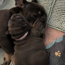 French Bulldog Puppies from Divine Crown French Bulldogs