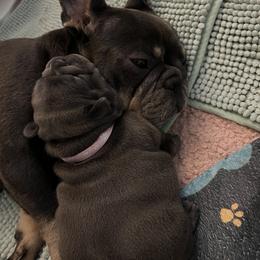 French Bulldog Puppies from Divine Crown French Bulldogs