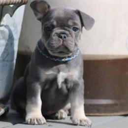 French Bulldog Puppies from Willow Farm