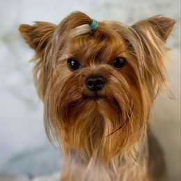 Petr - Yorkshire Terrier