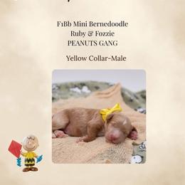 Yellow Collar - Charlie Brown - Yellow and white male Bernedoodle puppy in Lexington, North Carolina from Deborah’s Doodles