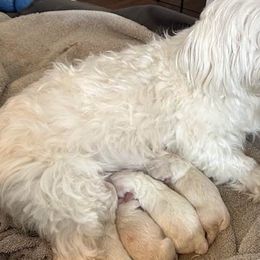 Maltese from Maltese Mania
