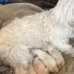 Maltese from Maltese Mania